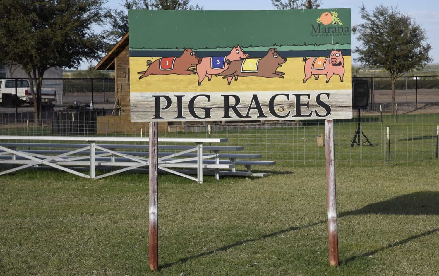 Pig Races at Marana Pumpkin Patch  Farm Festival