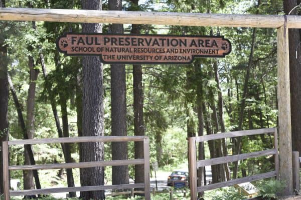 Faul Preservation Area Mount Lemmon | Mount Lemmon | Ultimate Guide to Tucson's Favorite Mountain!