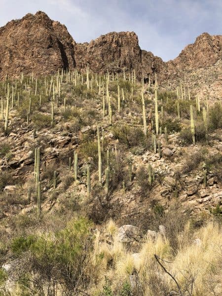Tucson Hike Ventana Canyon Trail | Ventana Canyon Trail: A Hiking Guide