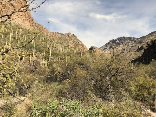 cactus and desert brush on Ventana Canyon Trail | Ventana Canyon Trail: A Hiking Guide