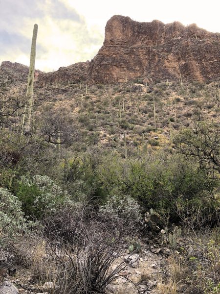 cactus and rocks on Ventana Canyon Trail | Ventana Canyon Trail: A Hiking Guide