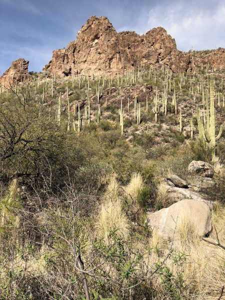 saguaro cactus on Ventana Canyon Trail | Ventana Canyon Trail: A Hiking Guide