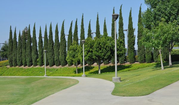 trees green Bill Barber Memorial Park | Road Trip: Tucson to Irvine