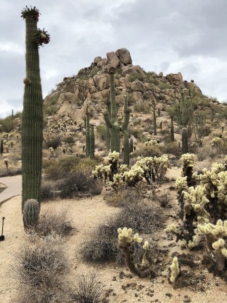 saguaro cactus blooming four seasons scottsdale | Four Seasons Resort Scottsdale - A Fun Family Vacation for Any Season