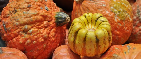 pumpkins gourds ajs fine foods tucson | AJ's Fine Foods: Gourmet Grocery Store, Bakery, & Bistro