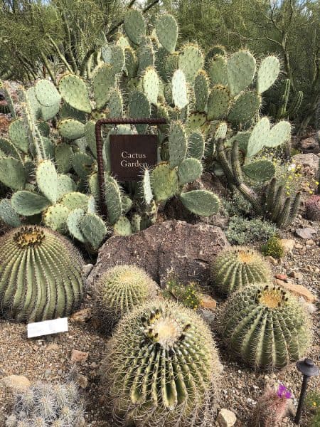 cactus garden arizona sonora desert museum | Arizona-Sonora Desert Museum Guide - Tickets, Parking, Exhibits