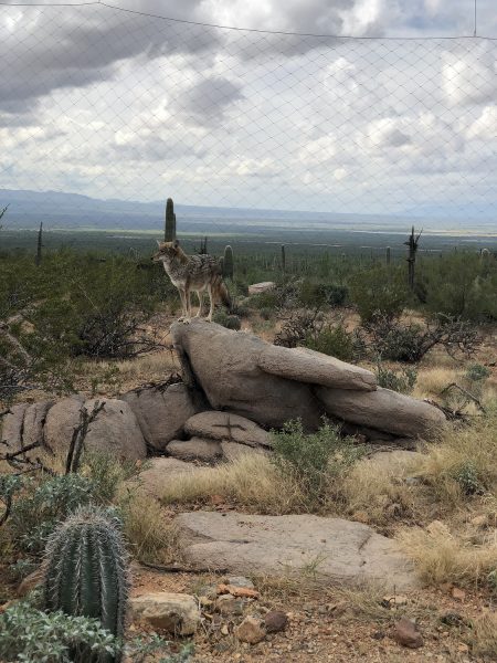 coyote arizona sonora desert museum | Arizona-Sonora Desert Museum Guide - Tickets, Parking, Exhibits