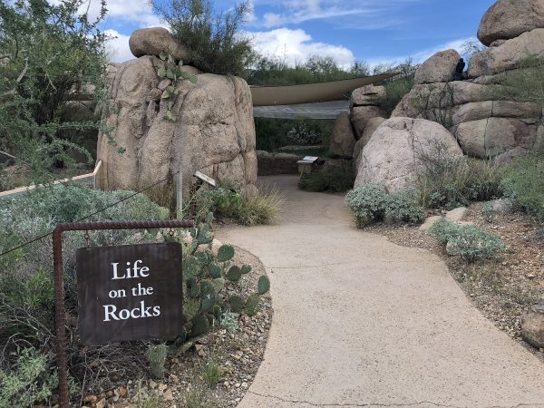 life on the rocks arizona sonora desert museum | Arizona-Sonora Desert Museum Guide - Tickets, Parking, Exhibits