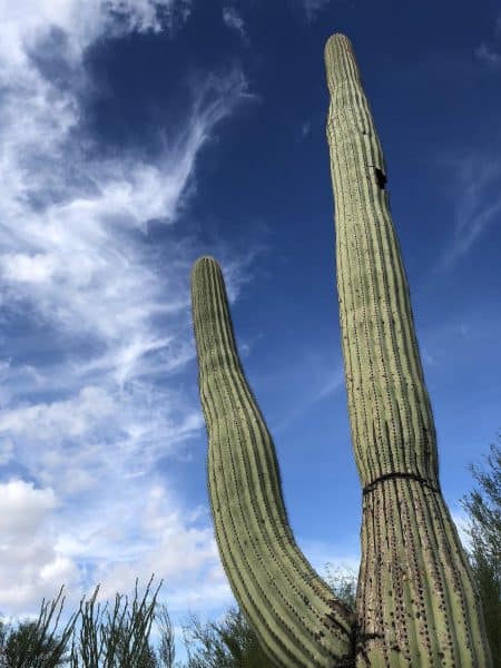 saguaro arizona sonora desert museum | Arizona-Sonora Desert Museum Guide - Tickets, Parking, Exhibits