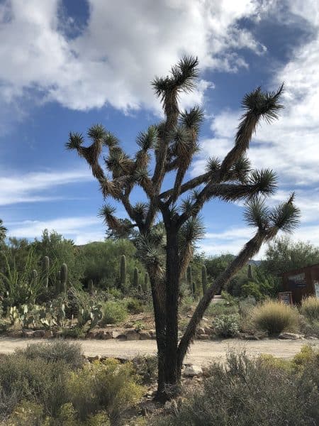 tree arizona sonora desert museum | Arizona-Sonora Desert Museum Guide - Tickets, Parking, Exhibits