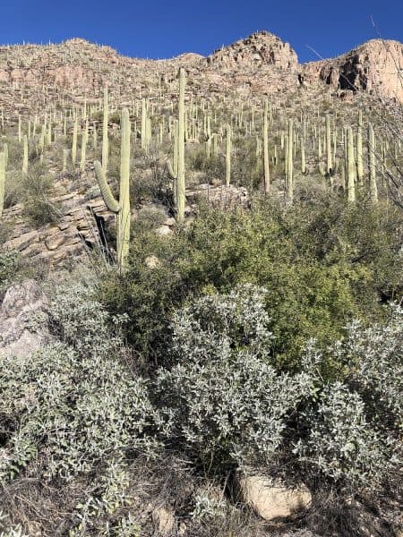 cactus canyons Finger Rock Trail Tucson | Finger Rock Trail Hiking Guide