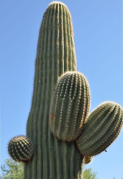 saguaro cactus Tohono Chul Park | Guide to Tohono Chul (Gardens, Galleries, Bistro)