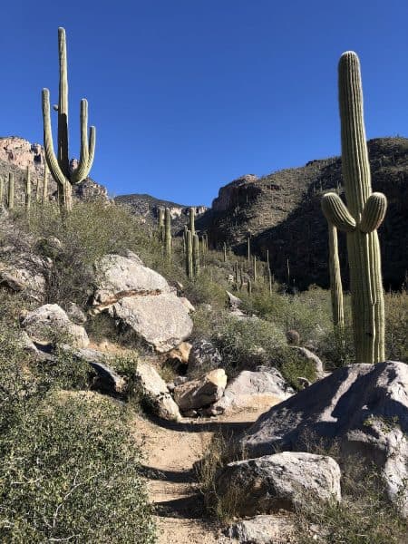 saguaros Finger Rock Trail | Finger Rock Trail Hiking Guide
