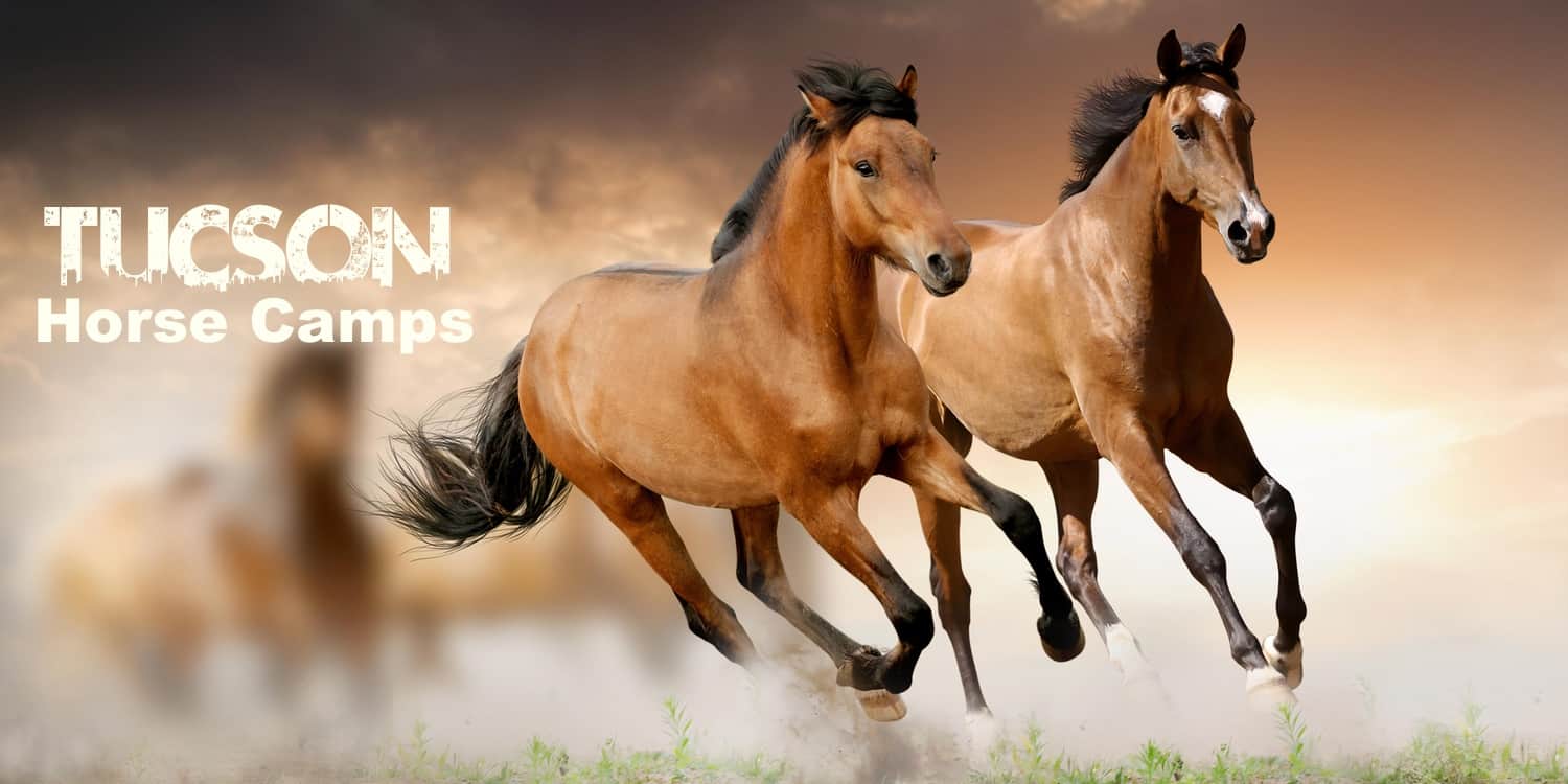 Horse Camps in Tucson Summer 2023 TucsonTopia