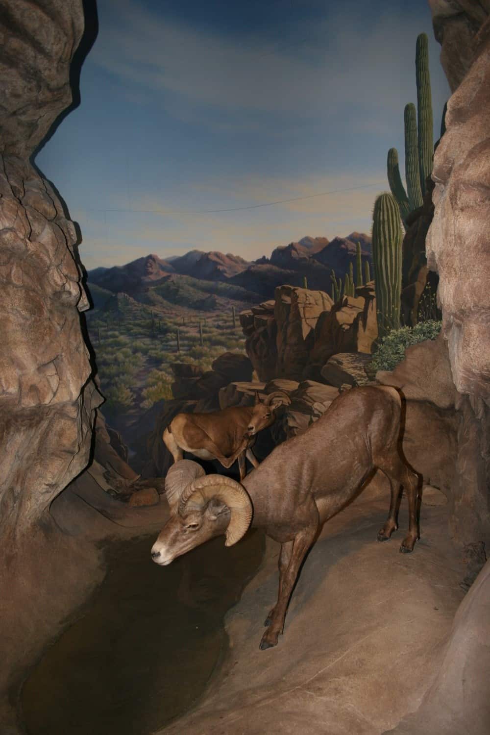 International Wildlife Museum Attraction Guide TucsonTopia