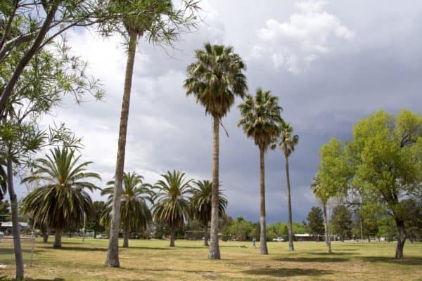 palm trees La Madera Park | Park Profile: La Madera Park