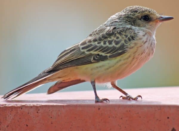 small bird Catalina Park Tucson | Guide to Catalina Park - Parking, Hours, Parties