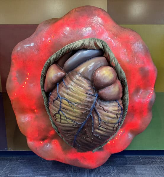 Heart Bodyology Exhibit Childrens Museum Tucson | Children's Museum Tucson Guide - Tickets, Parking, Special Events