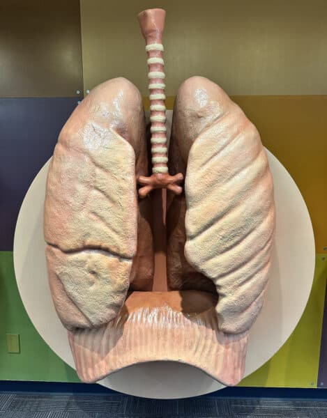 Lungs Bodyology Exhibit Childrens Museum Tucson | Children's Museum Tucson Guide - Tickets, Parking, Special Events