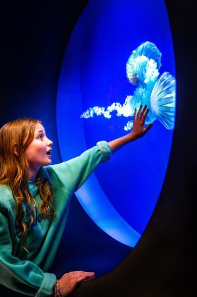 Jellies JewelsoftheSea SeaWorld San Diego | Complete Guide to SeaWorld San Diego