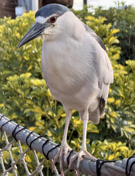 SeaWorld San Diego Birds SeaWorld San Diego Birds | Complete Guide to SeaWorld San Diego