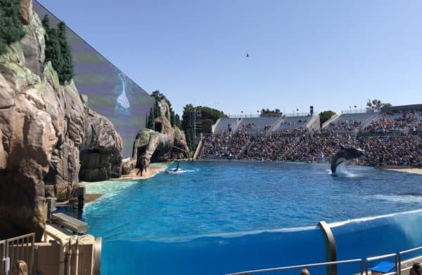 SeaWorld San Diego orcas | Complete Guide to SeaWorld San Diego