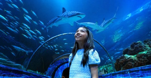 Shark Encounter SeaWorld San Diego | Complete Guide to SeaWorld San Diego