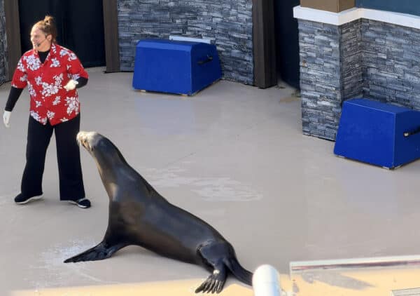 Show Animals SeaWorld San Diego Show Animals SeaWorld San Diego | Complete Guide to SeaWorld San Diego