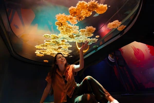 Upside Down Jellies SeaWorld San Diego | Complete Guide to SeaWorld San Diego