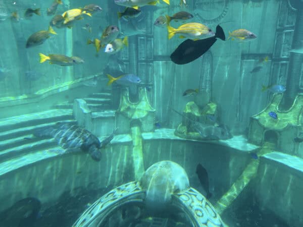 fish aquarium SeaWorld San Diego fish aquarium SeaWorld San Diego | Complete Guide to SeaWorld San Diego