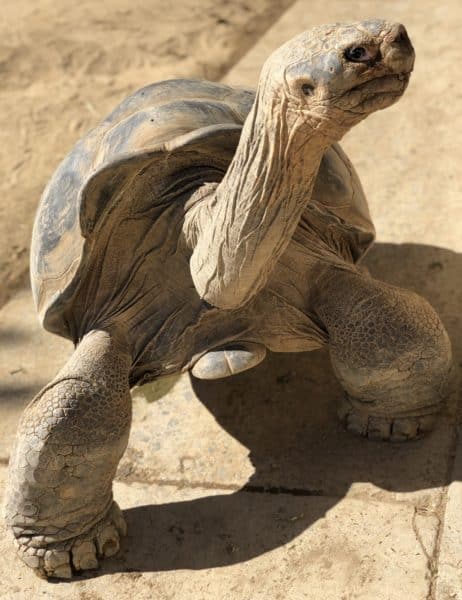 friendly tortoise San Diego Zoo | ROAD TRIP: Tucson to San Diego