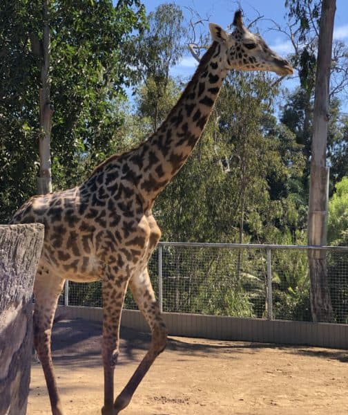 giraffe San Diego Zoo | ROAD TRIP: Tucson to San Diego