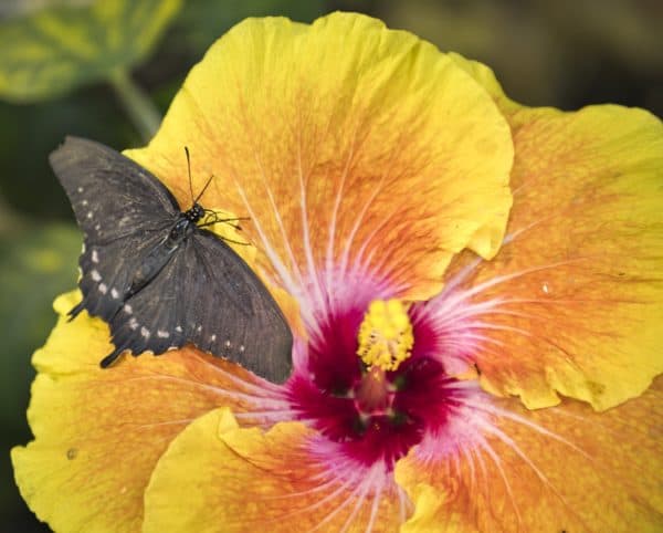 butterfly exhibit Tucson Botanical Gardens | Ultimate Guide to Tucson Botanical Gardens
