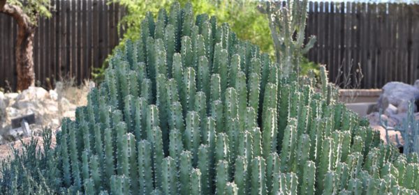 euphorbia resinifera Tucson Botanical Gardens | Ultimate Guide to Tucson Botanical Gardens