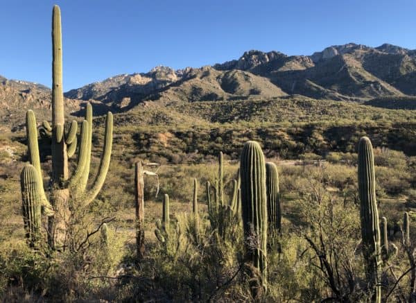 cactus hiking Catalina State Park | Catalina State Park: Hiking & Camping Guide