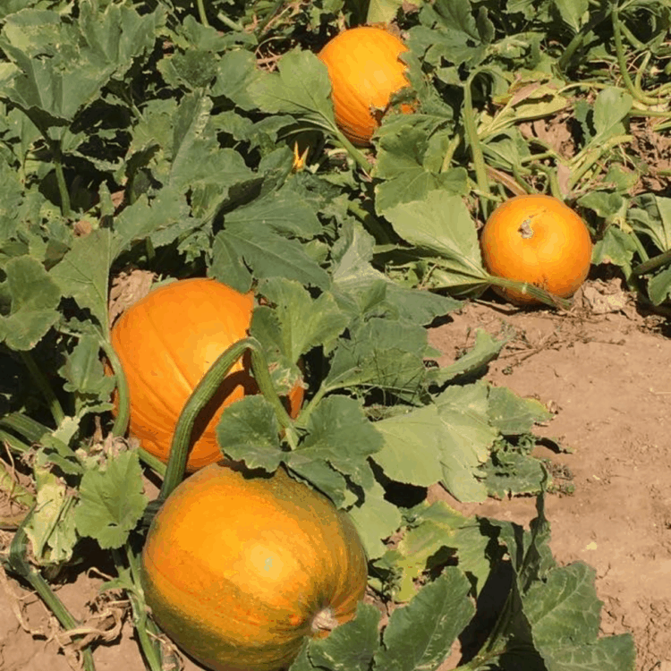 U Pick Pumpkins Apple Annies Tucson | ¿Qué parche de calabazas de Tucson es el mejor?