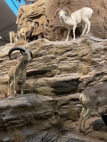 Mountain Goats Sheep International Wildlife Museum Tucson | International Wildlife Museum - Attraction Guide