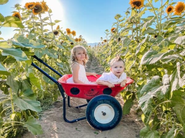 Wheelbarrow-Apple-Annies-Willcox-AZ