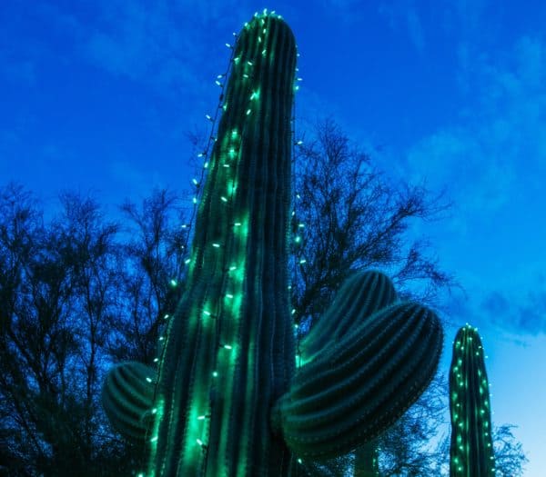 Holiday Nights Tohono Chul Saguaro Cactus Christmas | Holiday Lights in Tucson 2023
