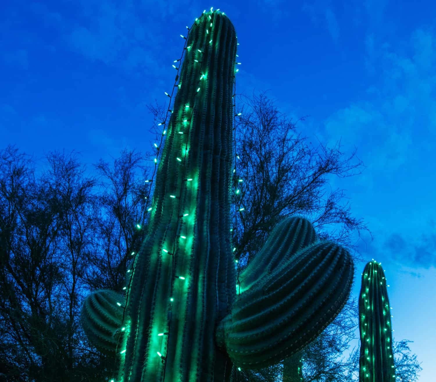 Holiday Lights in Tucson 2023 TucsonTopia