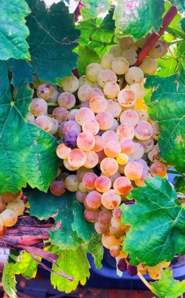 Red Grapes Callaghan Vineyards Elgin Arizona | 14 Best Wineries to Visit in Sonoita / Elgin