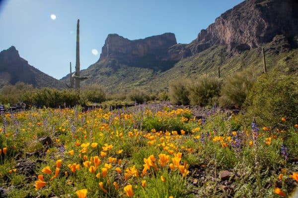 Picacho Peak State Park Wildflowers | Picacho Peak State Park: A Guide