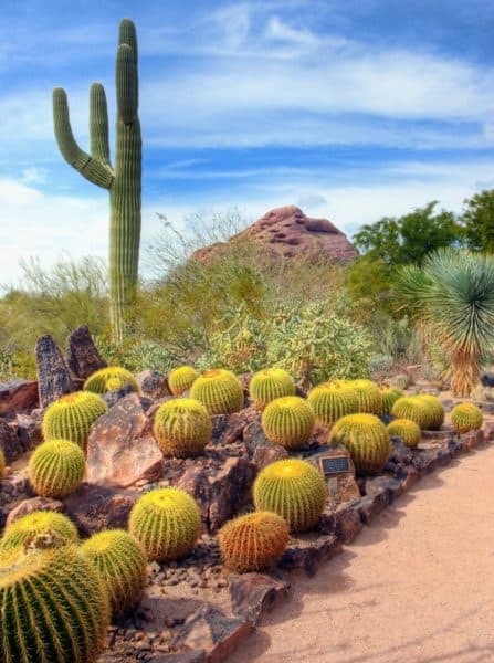 Desert Botanical Garden Phoenix | Road Trip Guide: Tucson to Scottsdale