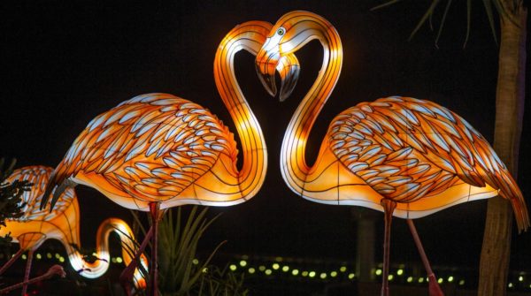ZooLights Flamingos Phoenix Zoo | Best Holiday Events in Phoenix 2023