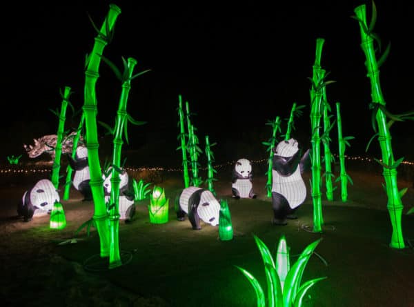 ZooLights Panda Bears Phoenix Zoo | Best Holiday Events in Phoenix 2023