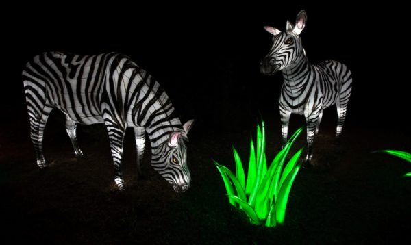 ZooLights Zebras Phoenix Zoo | Best Holiday Events in Phoenix 2023