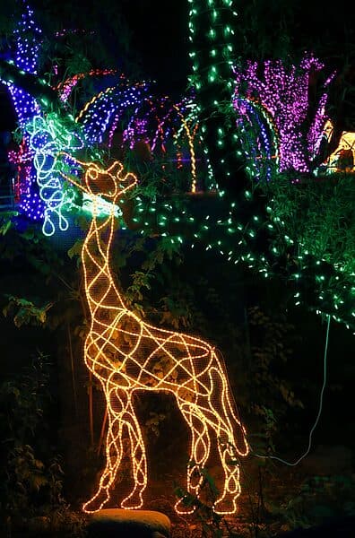 Giraffe ZooLights Reid Park Zoo Tucson | Holiday Lights in Tucson 2023