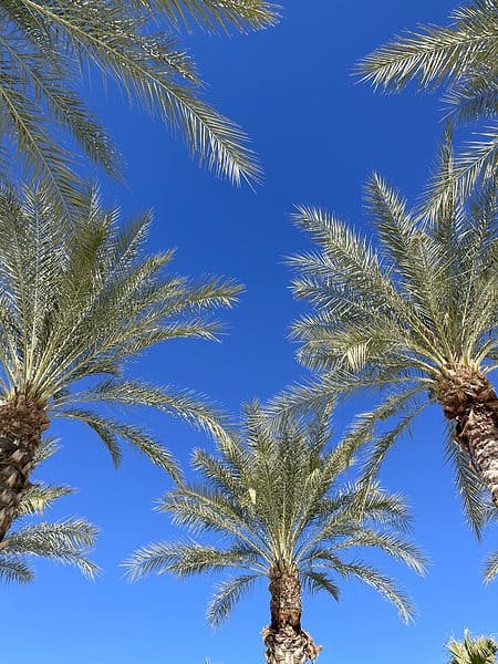 Palm Trees Fairmont Scottsdale Princess | Resort Report: Fairmont Scottsdale Princess