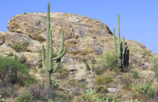 Saguaro National Park East Hiking Cactus Scenic Tucson | Saguaro National Park - Attraction Guide