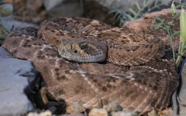 Western Diamondback Rattlesnake Brown Tucson | What to Do if You See A Rattlesnake